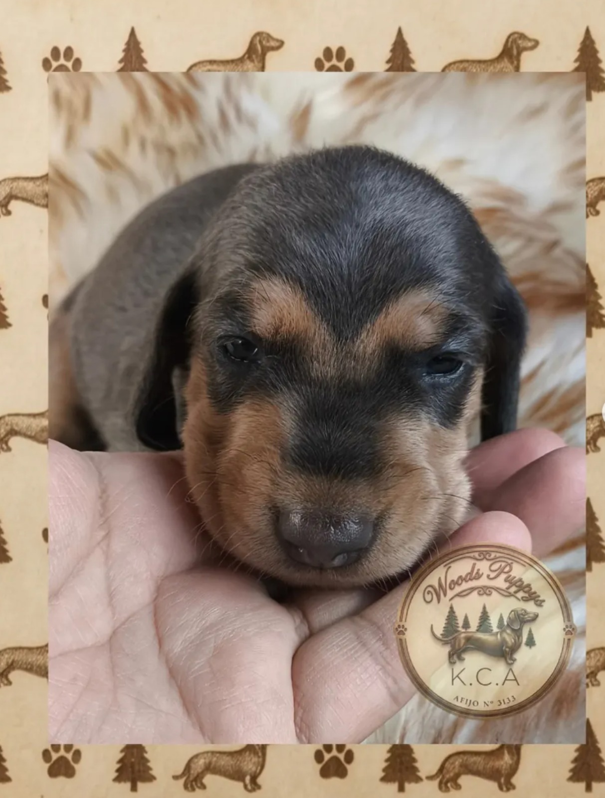 Hembra Blue · Dachshund Mini · Woods Puppys